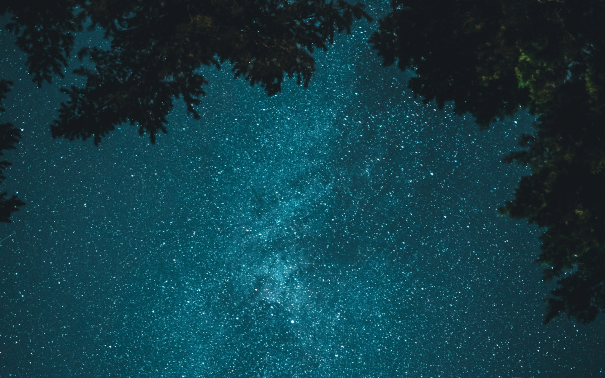 The night sky through trees.